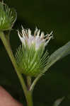 Lesser burdock